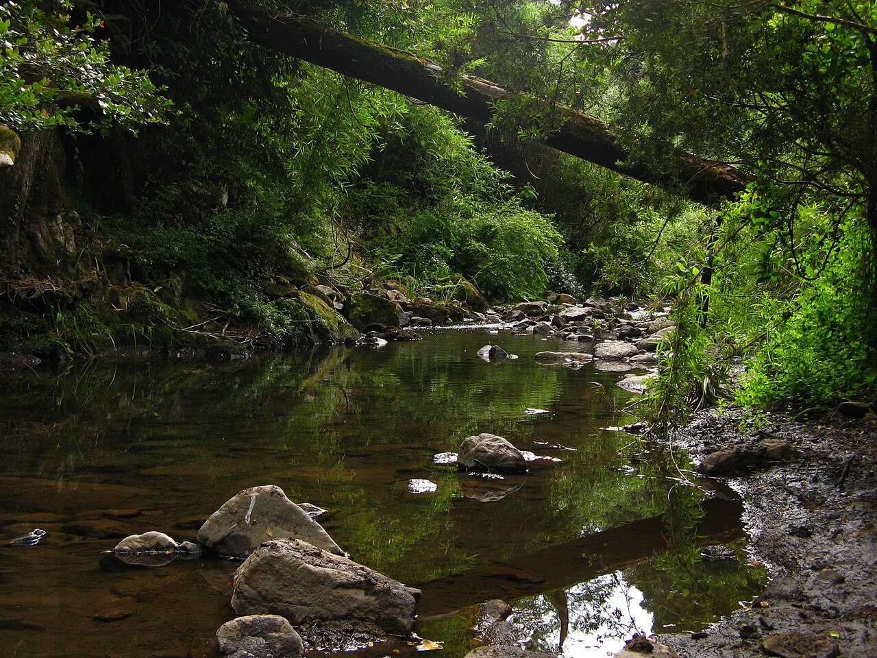 Parque Nacional Nonguén