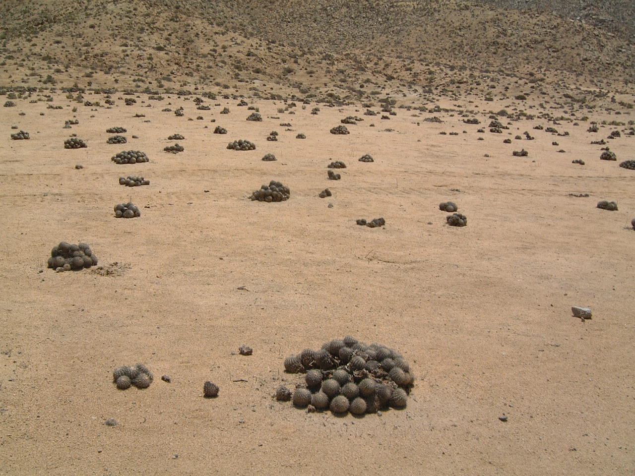 Parque Nacional Pan de Azúcar
